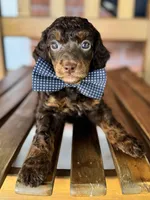 David, a male Poodle - Miniature  and Poodle - Standard  for sale in Orange, TX – Photo 2 of 7