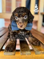 David, a male Poodle - Miniature  and Poodle - Standard  for sale in Orange, TX – Photo 1 of 7