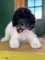 Bacon, a male Poodle - Miniature  for sale in Orange, TX – Photo 2 of 8