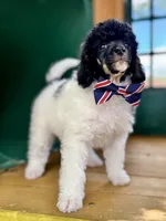 Bacon, a male Poodle - Miniature  for sale in Orange, TX – Photo 5 of 8