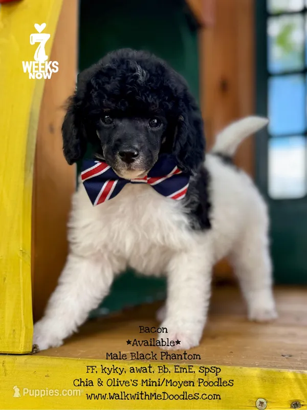 Bacon – Poodle - Miniature  puppy for sale in Orange, TX