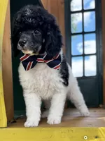 Bacon, a male Poodle - Miniature  for sale in Orange, TX – Photo 3 of 8