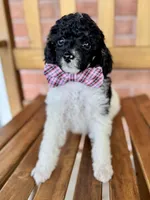 Bacon, a male Poodle - Miniature  for sale in Orange, TX – Photo 7 of 8