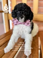 Bacon, a male Poodle - Miniature  for sale in Orange, TX – Photo 6 of 8