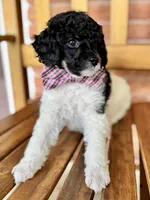 Bacon, a male Poodle - Miniature  for sale in Orange, TX – Photo 8 of 8