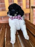 Bacon, a male Poodle - Miniature  for sale in Orange, TX – Photo 4 of 8