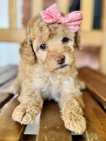 Sarah, a female Poodle - Miniature  and Poodle - Standard  for sale in Orange, TX – Photo 4 of 7