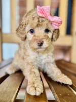 Sarah, a female Poodle - Miniature  and Poodle - Standard  for sale in Orange, TX – Photo 2 of 7