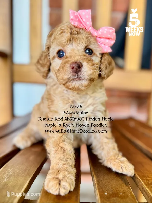 Sarah – Poodle - Miniature , Poodle - Standard  puppy for sale in Orange, TX