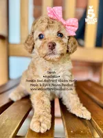Sarah, a female Poodle - Miniature  and Poodle - Standard  for sale in Orange, TX – Photo 1 of 7
