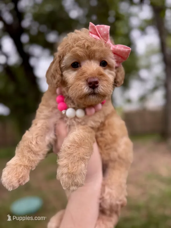 Sarah – Poodle - Miniature , Poodle - Standard  puppy for sale in Orange, TX