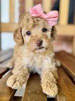 Sarah, a female Poodle - Miniature  and Poodle - Standard  for sale in Orange, TX – Photo 3 of 7
