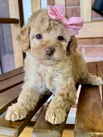 Sarah, a female Poodle - Miniature  and Poodle - Standard  for sale in Orange, TX – Photo 6 of 7