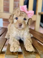 Sarah, a female Poodle - Miniature  and Poodle - Standard  for sale in Orange, TX – Photo 5 of 7