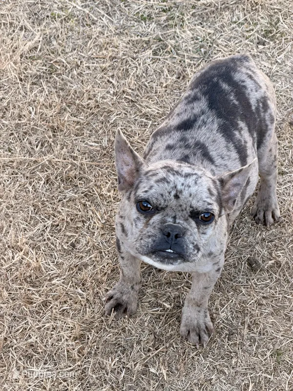 Bee, a female French Bulldog for sale in Royse City, TX – Photo 1 of 1