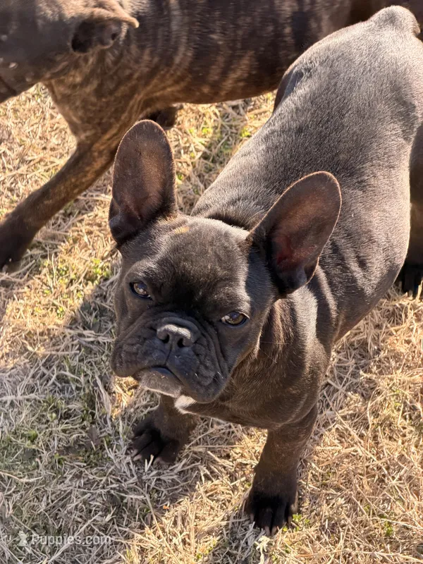 Bertha , a female French Bulldog for sale in Royse City, TX – Photo 1 of 4