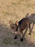 Bertha , a female French Bulldog for sale in Royse City, TX – Photo 3 of 4