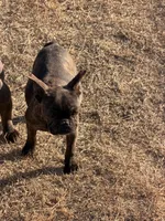 Bella , a female French Bulldog for sale in Royse City, TX – Photo 5 of 6