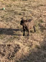 Bella , a female French Bulldog for sale in Royse City, TX – Photo 6 of 6