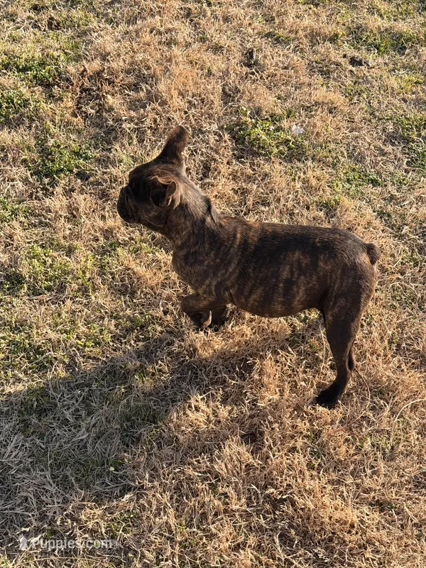 Bella , a female French Bulldog for sale in Royse City, TX – Photo 1 of 6