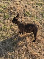 Bella , a female French Bulldog for sale in Royse City, TX – Photo 1 of 6