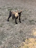 Bella , a female French Bulldog for sale in Royse City, TX – Photo 2 of 6