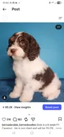 Dole, a male Cavapoo for sale in Beloit, WI – 3 of 7