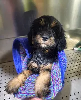 Peel, a female Cavapoo for sale in Beloit, WI – 3 of 6