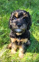Peel, a female Cavapoo for sale in Beloit, WI – 5 of 6