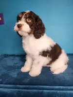 Dole, a male Cavapoo for sale in Beloit, WI – 5 of 7