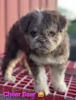 Cheer Bear 🐻 , a female French Bulldog and Poodle - Miniature  for sale in Beloit, WI – 7 of 7