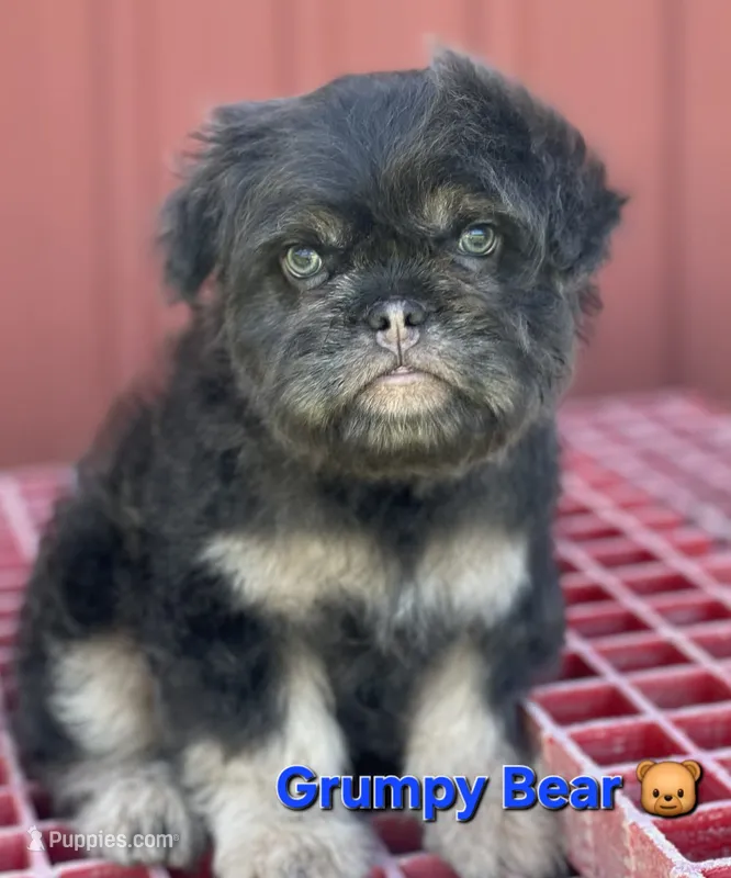 Grumpy Bear 🐻  – French Bulldog, Poodle - Miniature  puppy for sale in Beloit, WI