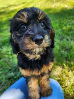 Peel, a female Cavapoo for sale in Beloit, WI – 6 of 6