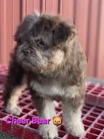 Cheer Bear 🐻 , a female French Bulldog and Poodle - Miniature  for sale in Beloit, WI – 4 of 7