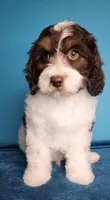 Dole, a male Cavapoo for sale in Beloit, WI – 4 of 7