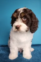 Dole, a male Cavapoo for sale in Beloit, WI – 2 of 7