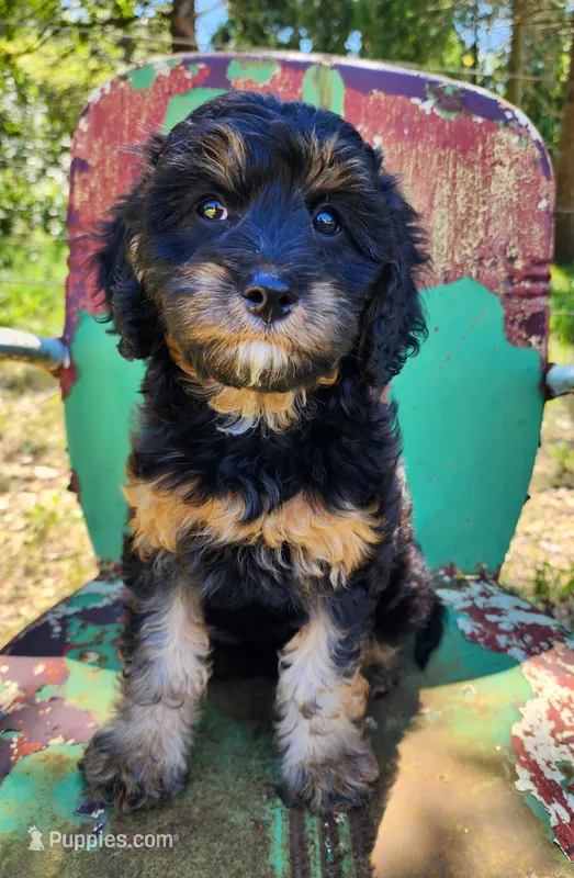 Peel – Cavapoo puppy for sale in Beloit, WI