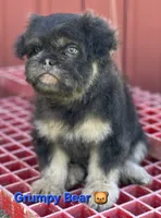 Grumpy Bear 🐻 , a male French Bulldog and Poodle - Miniature  for sale in Beloit, WI – 5 of 5