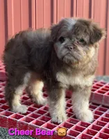 Cheer Bear 🐻 , a female French Bulldog and Poodle - Miniature  for sale in Beloit, WI – 6 of 7