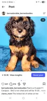 Peel, a female Cavapoo for sale in Beloit, WI – 4 of 6