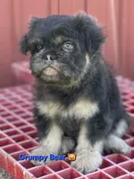 Grumpy Bear 🐻 , a male French Bulldog and Poodle - Miniature  for sale in Beloit, WI – 2 of 5