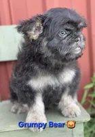 Grumpy Bear 🐻 , a male French Bulldog and Poodle - Miniature  for sale in Beloit, WI – 4 of 5