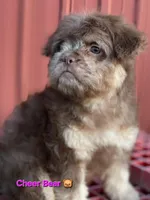 Cheer Bear 🐻 , a female French Bulldog and Poodle - Miniature  for sale in Beloit, WI – 2 of 7