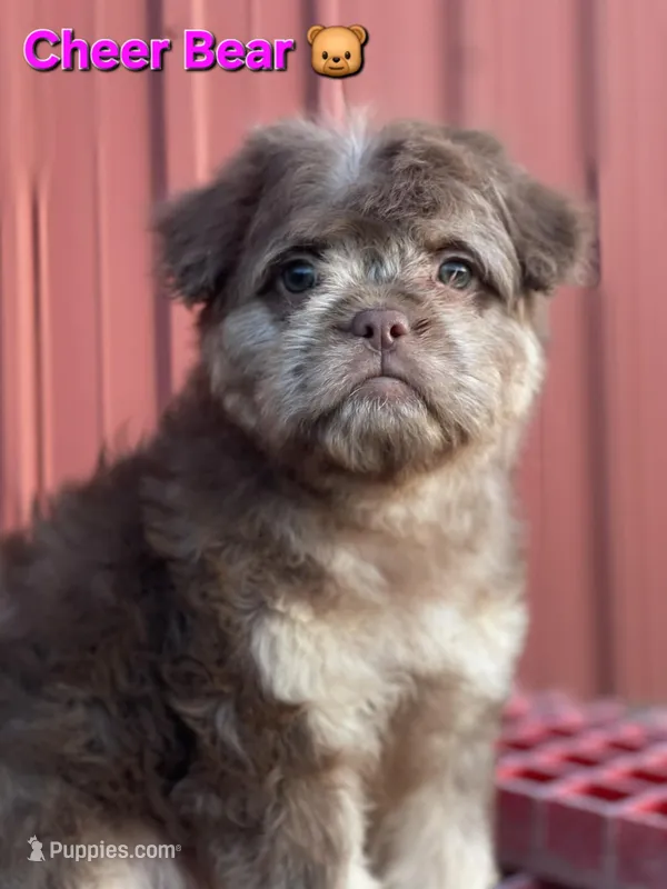 Cheer Bear 🐻  – French Bulldog, Poodle - Miniature  puppy for sale in Beloit, WI