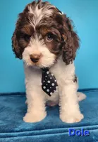 Dole, a male Cavapoo for sale in Beloit, WI – 7 of 7