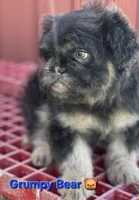 Grumpy Bear 🐻 , a male French Bulldog and Poodle - Miniature  for sale in Beloit, WI – 3 of 5