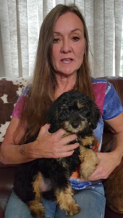 Peel, a female Cavapoo for sale in Beloit, WI – 2 of 6