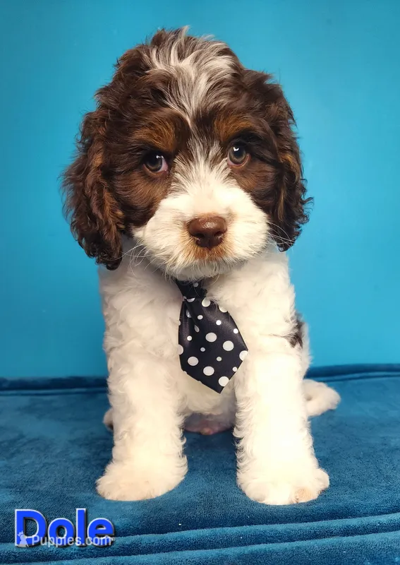 Dole – Cavapoo puppy on hold in Beloit, WI