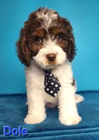 Dole, a male Cavapoo for sale in Beloit, WI – 1 of 7