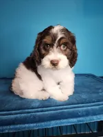 Dole, a male Cavapoo for sale in Beloit, WI – 6 of 7